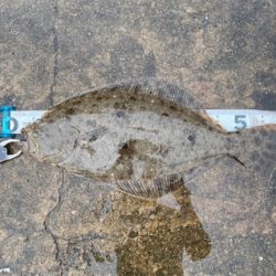 フラットゲーム