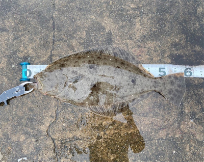 フラットゲーム