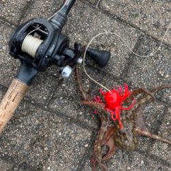 エリアミスり蛸散歩不調。新子2杯のみ。。