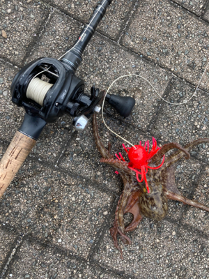 エリアミスり蛸散歩不調。新子2杯のみ。。