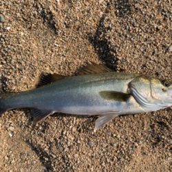 朝マヅメシーバス