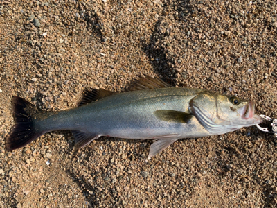 朝マヅメシーバス