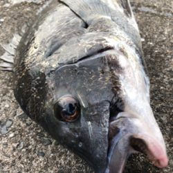 雨上がりの大潮でエビ撒き