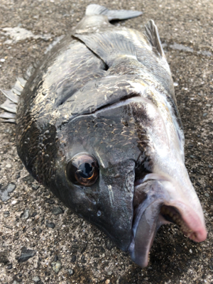 雨上がりの大潮でエビ撒き