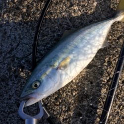 青物がソフトルアーで爆釣