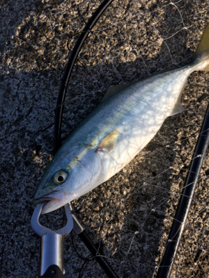 青物がソフトルアーで爆釣