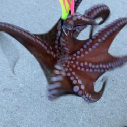 辛うじてキロアッフ