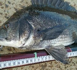 『釣りデビュー(^^)』199日目