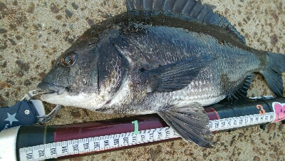 『釣りデビュー(^^)』199日目