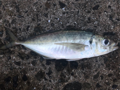 楽しいアジング