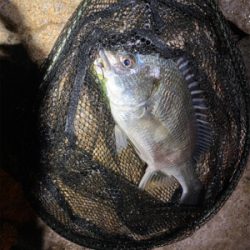 チニング 目標は時速10匹