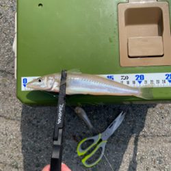 久々のエサ釣り