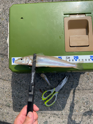 久々のエサ釣り