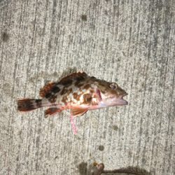 まったり投げ釣り