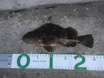 ワクチン接種後釣行