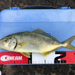 ショゴ、ワカシ、アジおまけでイカ