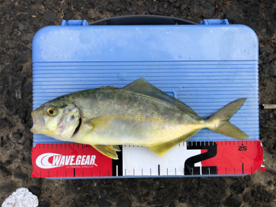 ショゴ、ワカシ、アジおまけでイカ