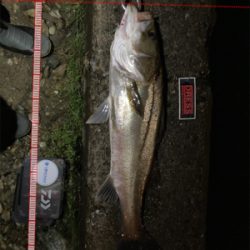 ⭐︎久しぶりのシーバス