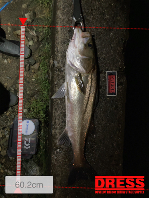 ⭐︎久しぶりのシーバス