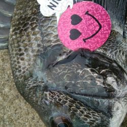 『釣りデビュー(^^)』祝200日目