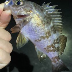 メバルまだ釣れてます