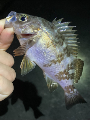 メバルまだ釣れてます