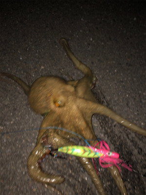 雨の切れ目のオクトパッシング