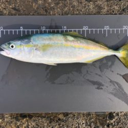 ワカシ釣れてます