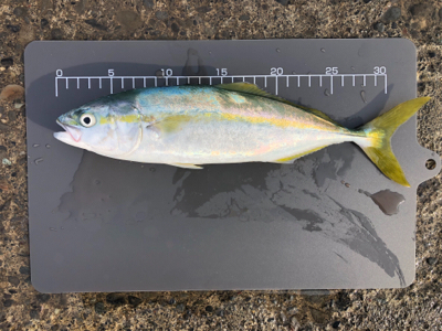 ワカシ釣れてます