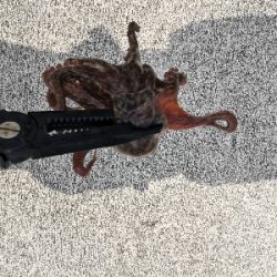 オクトパッシング