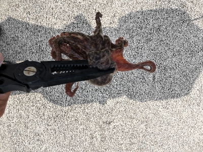 オクトパッシング