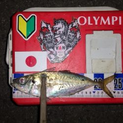 アジング練習　308　