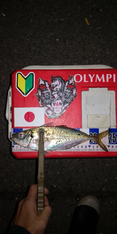 アジング練習　308　