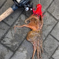 鯖すら居なく。蛸散歩切り替え2杯。。