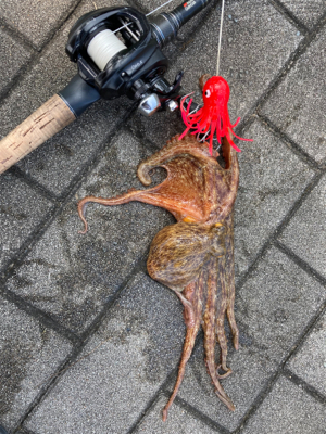 鯖すら居なく。蛸散歩切り替え2杯。。