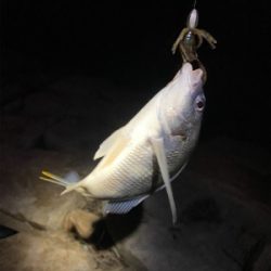 淀川ブリームゲーム