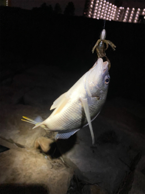 淀川ブリームゲーム