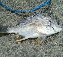 『釣りデビュー(^_-)』201日目