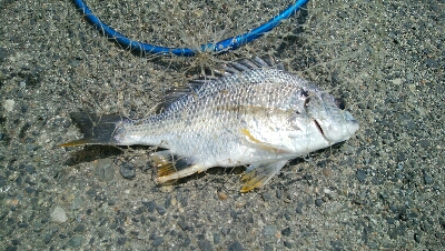 『釣りデビュー(^_-)』201日目