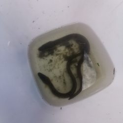 穴釣で2本ヒット