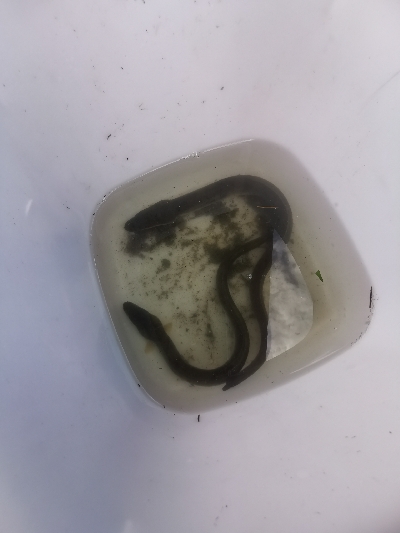 穴釣で2本ヒット