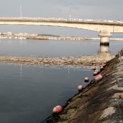 タケノコメバル