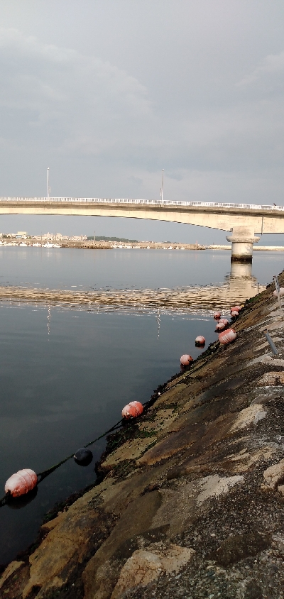 タケノコメバル