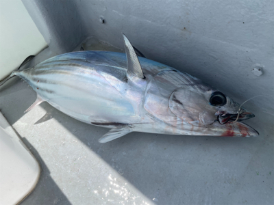 大島でマグカツ