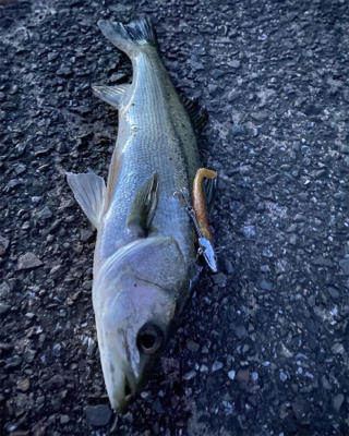 トップでだしたかったー。