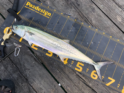 今日は福井遠征