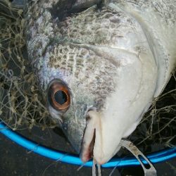 『釣りデビュー☆』202日目