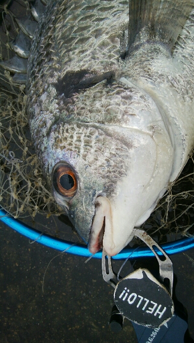 『釣りデビュー☆』202日目