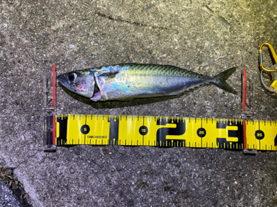 フロート　サバング