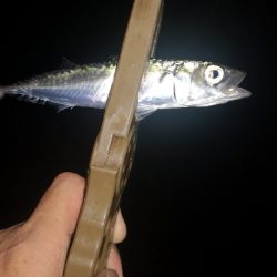 アジング練習　309